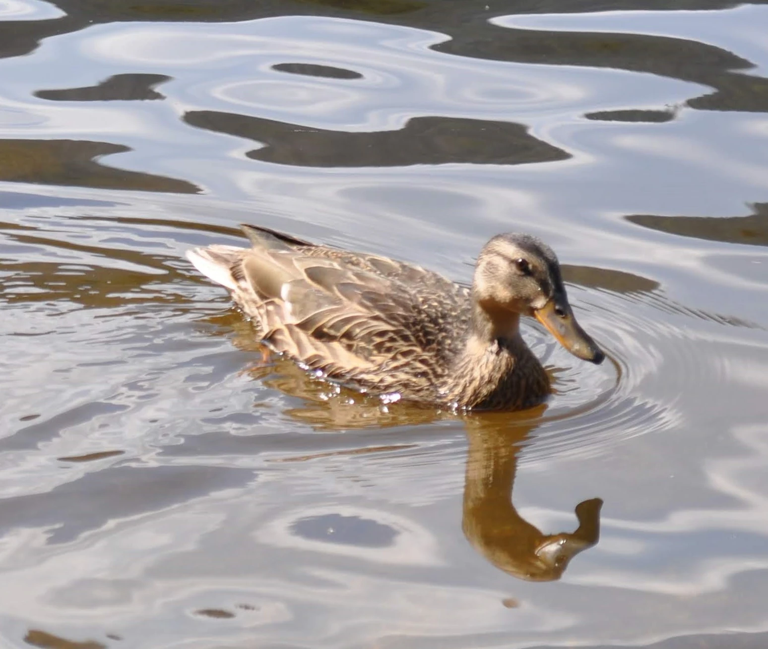 A swimming duck